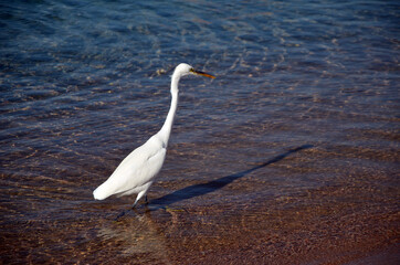 White heron in Egypt, Sharm El Sheikh