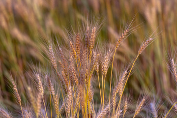 Wheat is a grass widely cultivated for its seed, a cereal grain which is a worldwide staple food