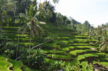 Terrace paddy field in Bali Indonesia