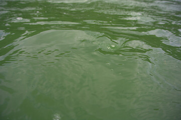 A green lake's water texture 