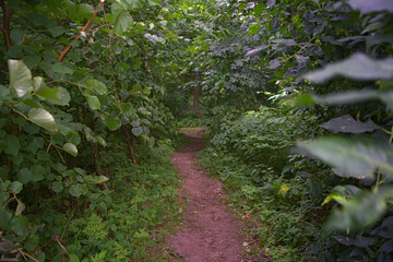 A mysterious dirt path going through a forest