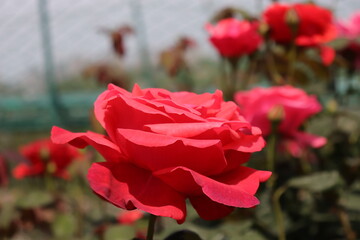 Close up view of red rose in a garden with blurred background