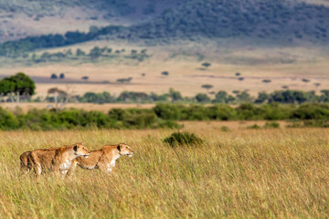 Naklejka na ściany i meble Lion hunting in the Masai Mara National Park in Kenya