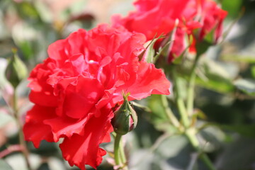 Obraz premium Close up view of red rose in a garden with blurred background