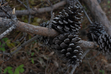 pine cones on the ground