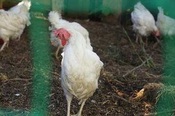 White chicken