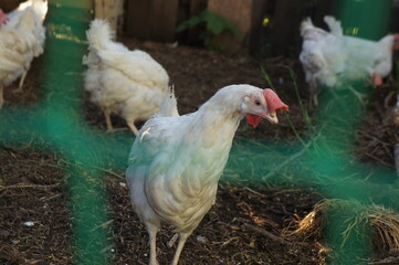White chicken