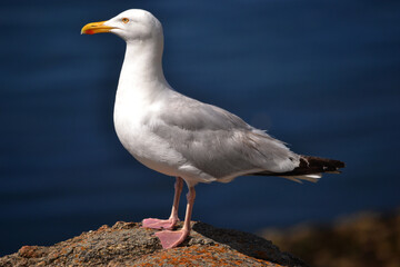 Goëland argenté avec océan derrière. Oiseau marin. France. 