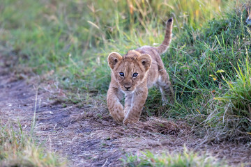 Lion cub discovers the world  in the Masai Mara National Park in Kenya