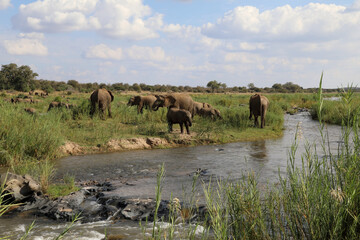 Obraz premium Afrikanischer Elefant am Olifants River / African elephant at Olifants River / Loxodonta africana.