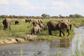 Fototapeta premium Afrikanischer Elefant am Olifants River / African elephant at Olifants River / Loxodonta africana.