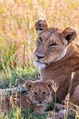 Lioness, with small cubs, resting in the Masai Mara National Park in Kenya