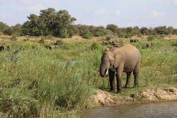 Afrikanischer Elefant am Olifants River / African elephant at Olifants River / Loxodonta africana.