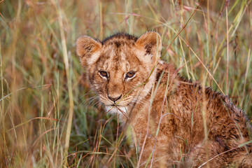 Lion cub discovers the world  in the Masai Mara National Park in Kenya