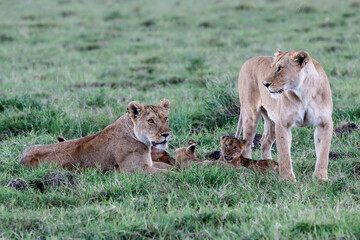 Lioness, with small cubs, resting in the Masai Mara National Park in Kenya
