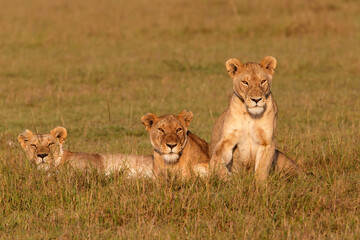 Obraz na płótnie Canvas lion females resting in the Masai Mara Game Reserve in Kenya