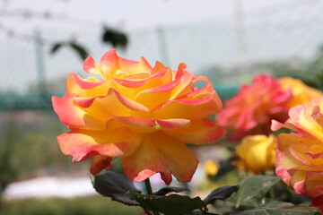 Close up view of hybrid Rose with yellow, orange, white and pink color with blurred background in a garden in Sichuan, China
