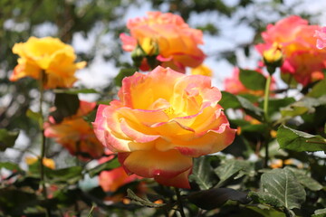 Close up view of hybrid Rose with yellow, orange, white and pink color with blurred background in a garden in Sichuan, China