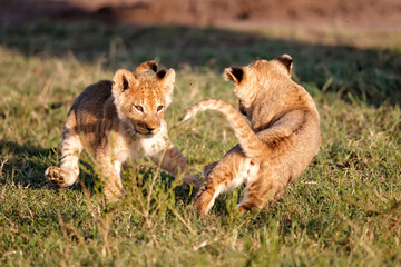 Naklejka na ściany i meble Lion cubs playing in the Masai Mara National Reserve in Kenya