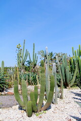 Cereus peruvianus or Fairytale castle cactus in the garden, Brown gravel background.	