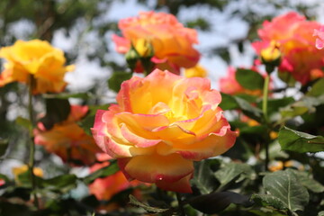 Close up view of hybrid Rose with yellow, orange, white and pink color with blurred background in a garden in Sichuan, China