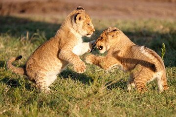 Lion cubs playing in the Masai Mara National Reserve in Kenya