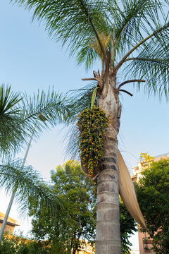 Australian Queen date palm tree with fresh seed pods Rome Italy