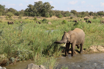 Naklejka premium Afrikanischer Elefant am Olifants River / African elephant at Olifants River / Loxodonta africana.
