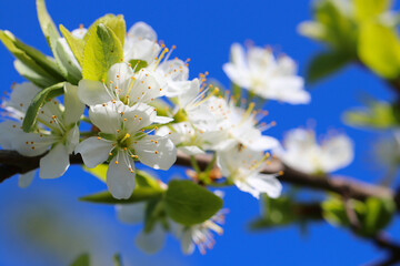 Hintergrund Frühling - Nahaufnahme von Blüten der Naturheilpflanze Schlehdorn - mit Textfreiraum