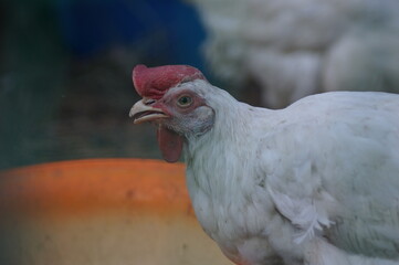 White chicken