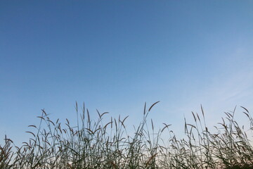 Grass flowers with wind in winter morning