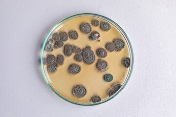 Penicillium, ascomycetous fungi are of major importance in the natural environment as well as food and drug production. 
