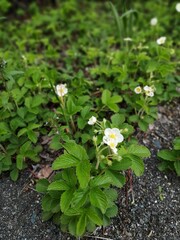 white flower bed