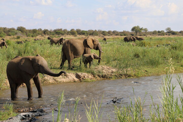 Obraz premium Afrikanischer Elefant im Olifants River / African elephant in Olifants River / Loxodonta africana.