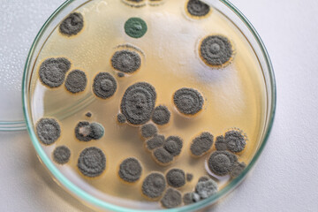 Penicillium, ascomycetous fungi are of major importance in the natural environment as well as food and drug production. 
