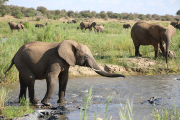 Fototapeta premium Afrikanischer Elefant im Olifants River / African elephant in Olifants River / Loxodonta africana.