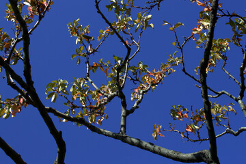 Fantastically curved Tree Branches against the blue Sky.Old  Tree with fantastical curved Branches. Natural background.