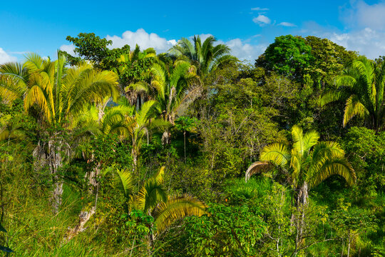 Boruca (also known as the Brunca or the Brunka) indigenous people, Costa Rica, Central America, America