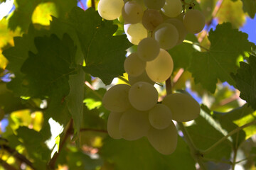 Winemaking concept. Juicy bunches of ripe grapes against the blue sky. Beautiful vine with grapes. Selective focus.