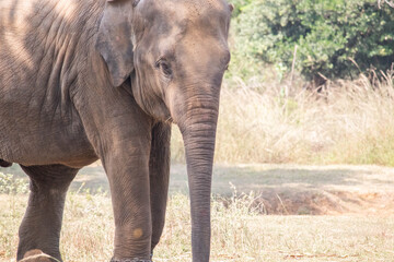 Closeup Portrait Of An Asian Elephant in Wildlife Habitat National Reserve Park Chennai India