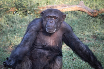 Closeup Portrait Of Indian Wild Black Female Gorilla Chimpanzee Looking At Camera
