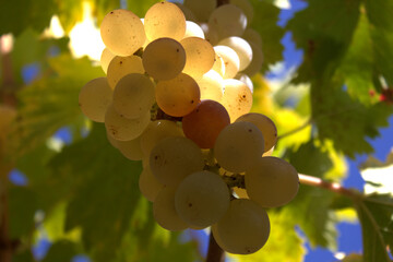 Winemaking concept. Juicy bunches of ripe grapes against the blue sky. Beautiful vine with grapes. Selective focus.