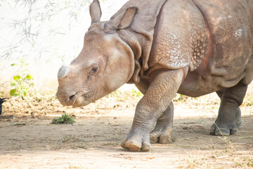 Fototapeta premium Portrait Of Asian Indian Dirty Rhinoceros Walking On Mud Land