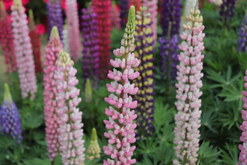 Close up view of colored flowers known as lupine, white, purple, red, yellow, blue, in full bloom in a sunny spring garden, beautiful outdoor floral background