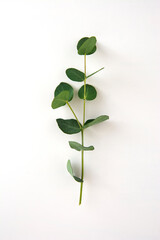 Natural eucalyptus live plant on white background, flat lay
