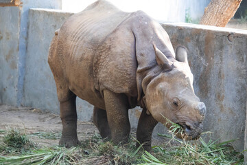 Naklejka premium Rhinoceros Eating Grass In Wildlife Sanctuary Park Vandalur Zoo Which Is The Largest Zoological Park Of India In Chennai