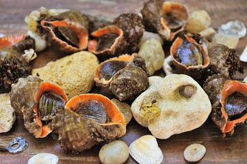 Whole raw rapana in a shell