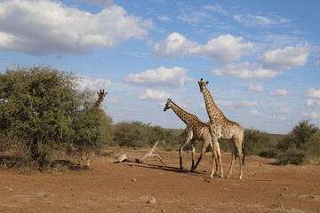 Giraffe / Giraffe / Giraffa Camelopardalis