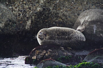 越冬のアザラシさん　北海道　留萌港