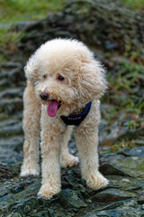 Poodle King (Lion King)